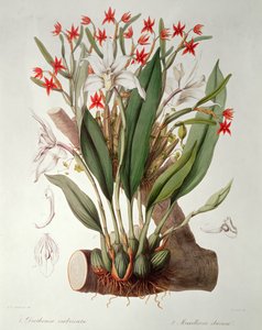 Orchidea: Diothonca imbricata e Maxillaria eburnea da 